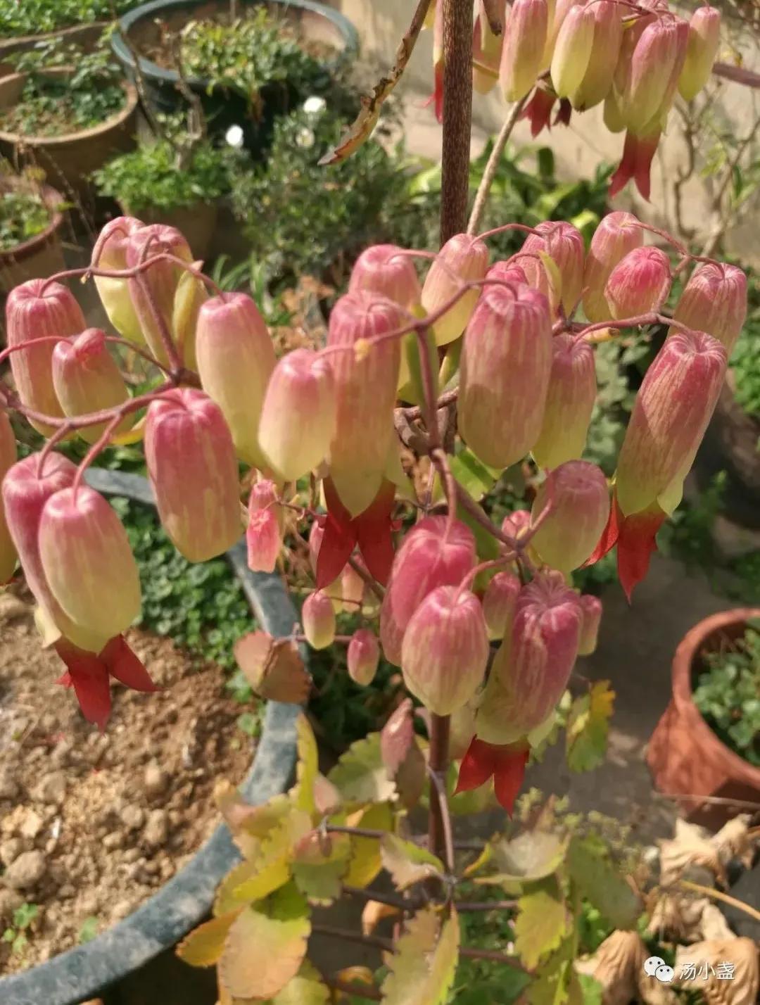 剪的叶子怎么生根发芽,绿萝单独一个叶子能生根吗