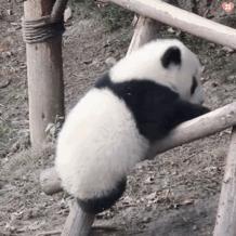 熊猫很漂亮但是很害羞,萌宝大熊猫的痣是天生的吗