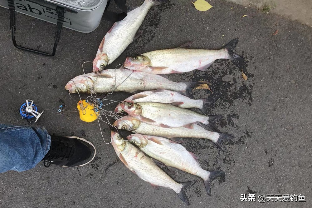 用路亚钓翘嘴的正确方法与技巧,怎样用路亚钓翘嘴最快最有效