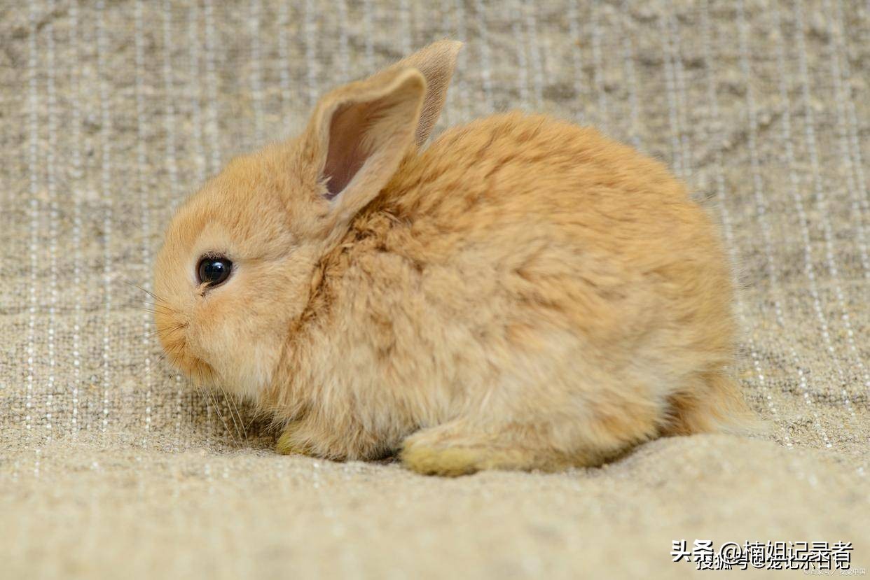 幼兔子一直打喷嚏,兔子感冒打喷嚏怎么办