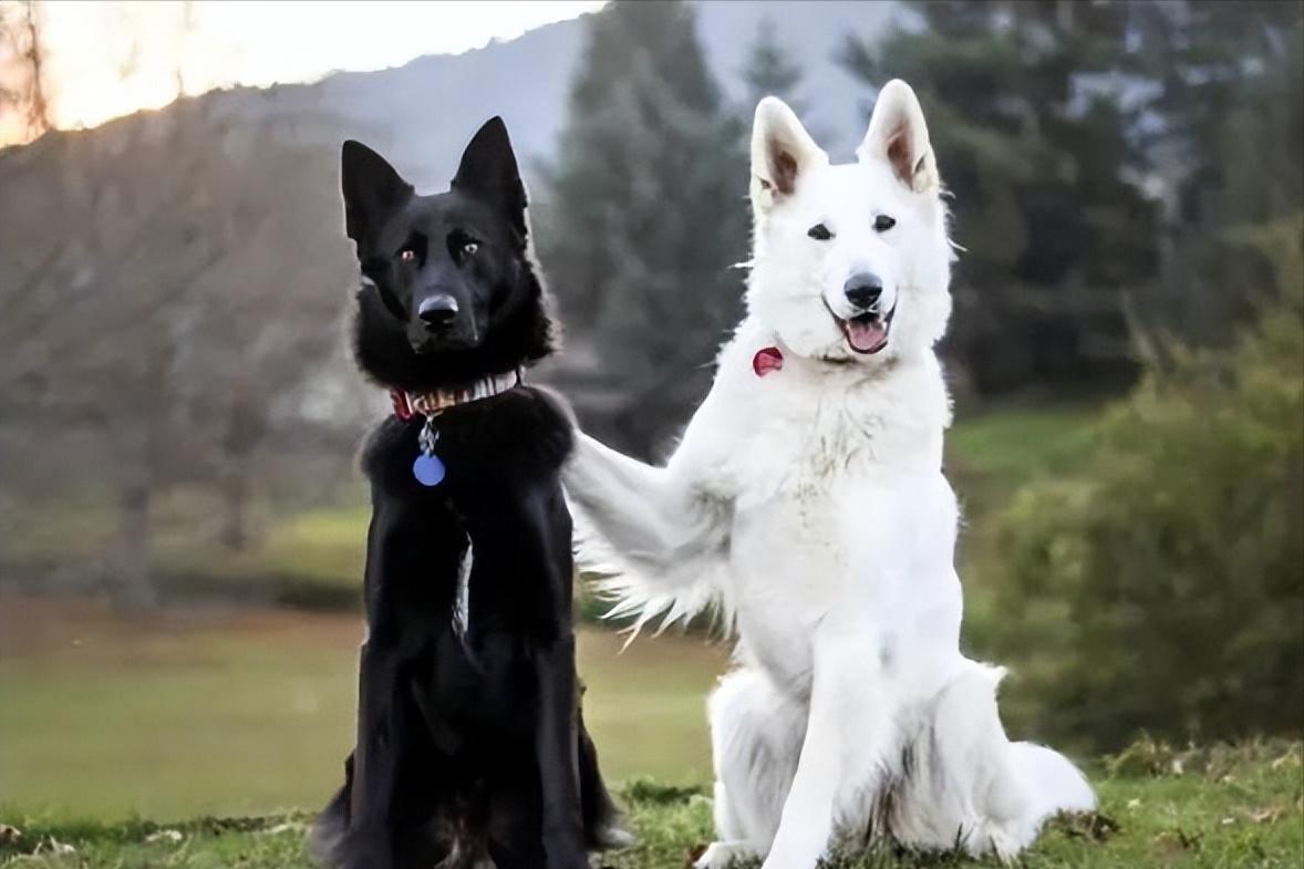 天啊！狗原来会跟自己的“母亲”，发生交配