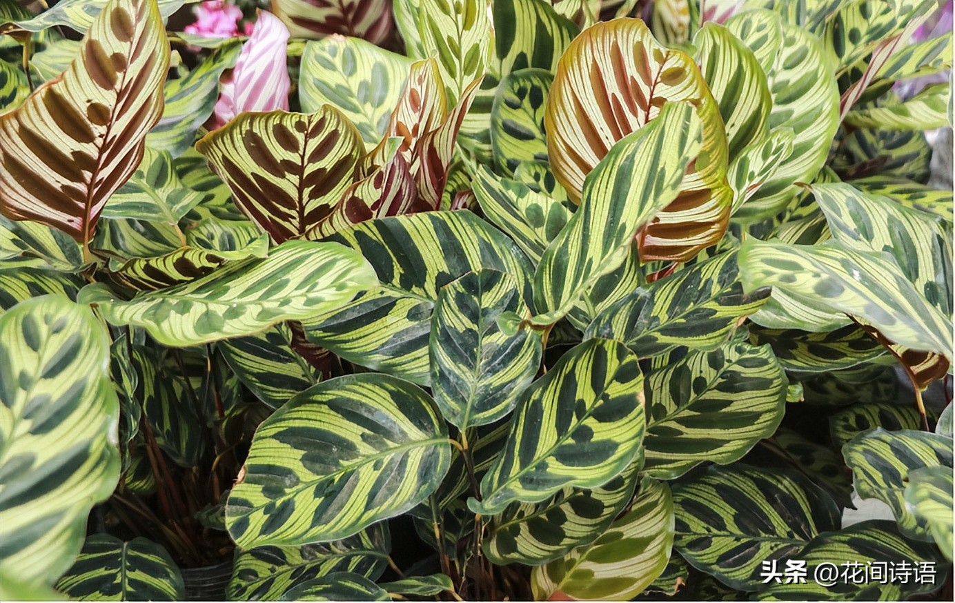 屋内除甲醛效果最好的方法,屋内除甲醛最好的方法