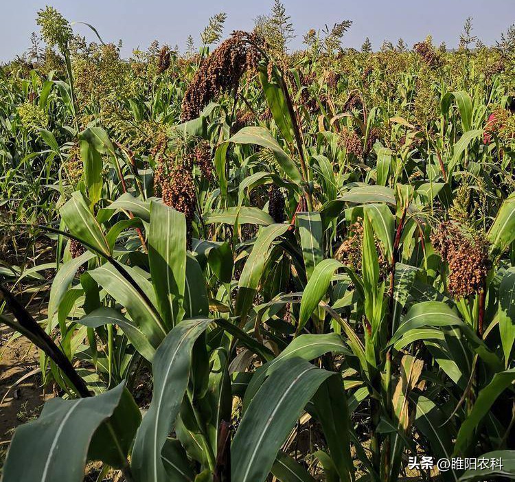 利润很高的10个冷门种植项目推荐,种植效益好的种植项目