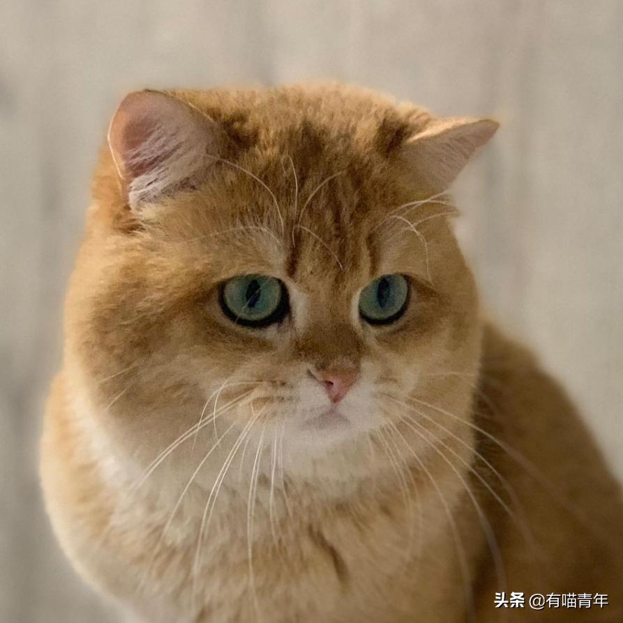 英短脱毛膏,英短脱毛吗