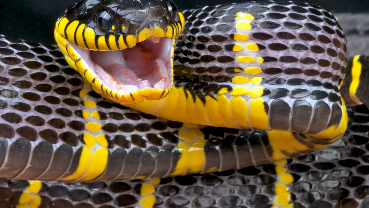 神奇的动物蛇的视频大全,神奇的动物蛇