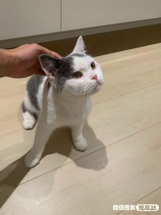 附近宠物店免费领养同城,猫狗领养平台免费赠送狗狗