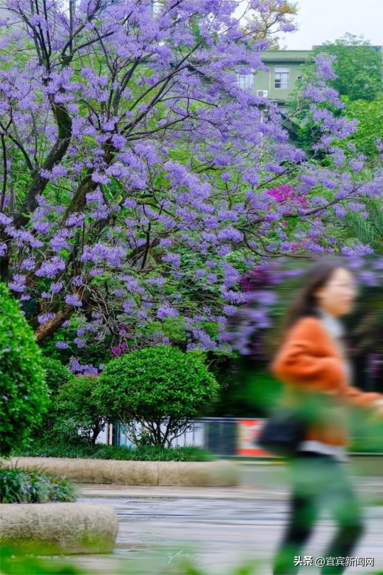 泸州蓝花楹打卡地,蓝花楹打卡点照片