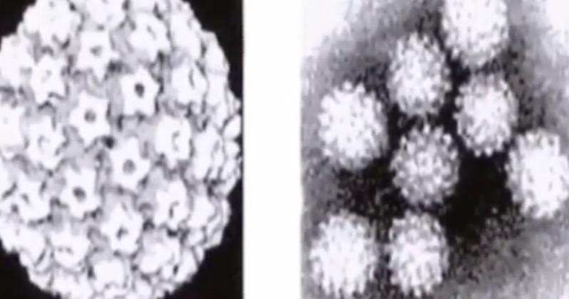 湖南树人刘忠文全部视频,树人刘忠文后续