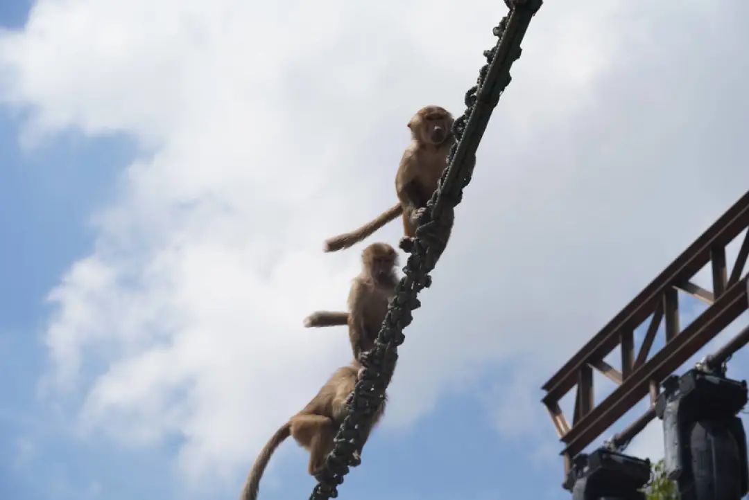 一月份去上海野生动物园和海洋馆,十一带大家去上海野生动物园玩