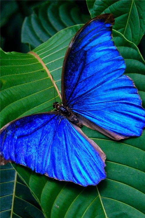 分享——自然界最美丽的蝴蝶,优美的身姿,轻盈的体态飘舞花丛中