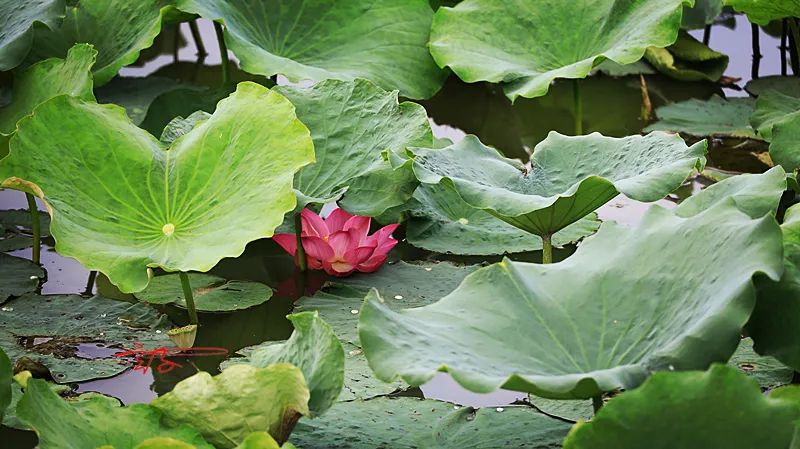 淮阳荷花节什么时间最好看,淮阳看荷花节开幕