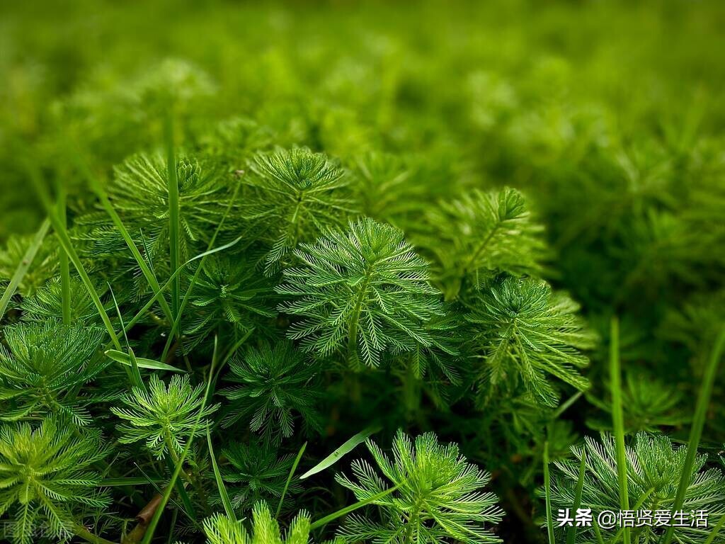 绿萝叶子打蔫发黄快速补救方法,大叶绿萝打蔫叶子下垂是什么原因