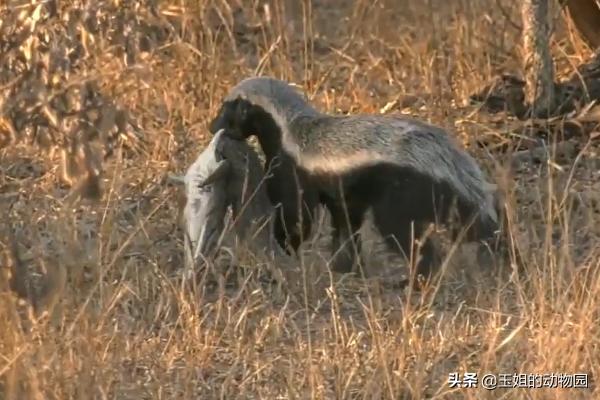 平头哥真的比狮子厉害吗,为什么平头哥连狮子都不怕