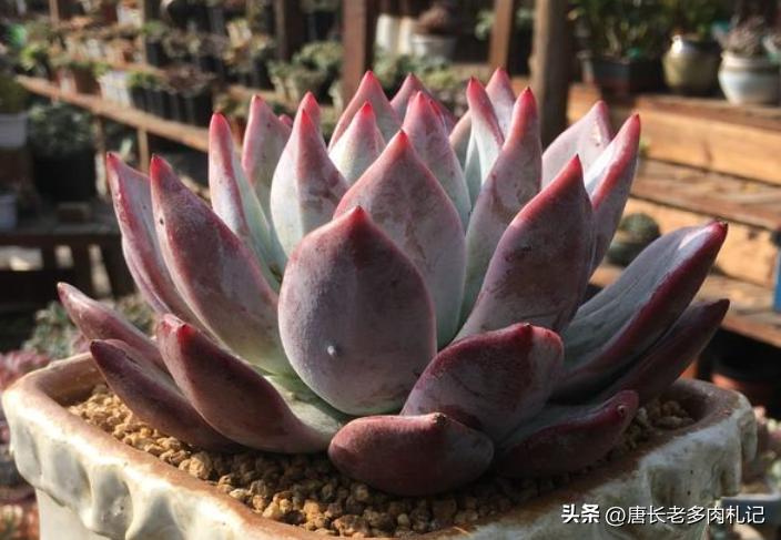 多肉野卡介绍,多肉野卡品种大全