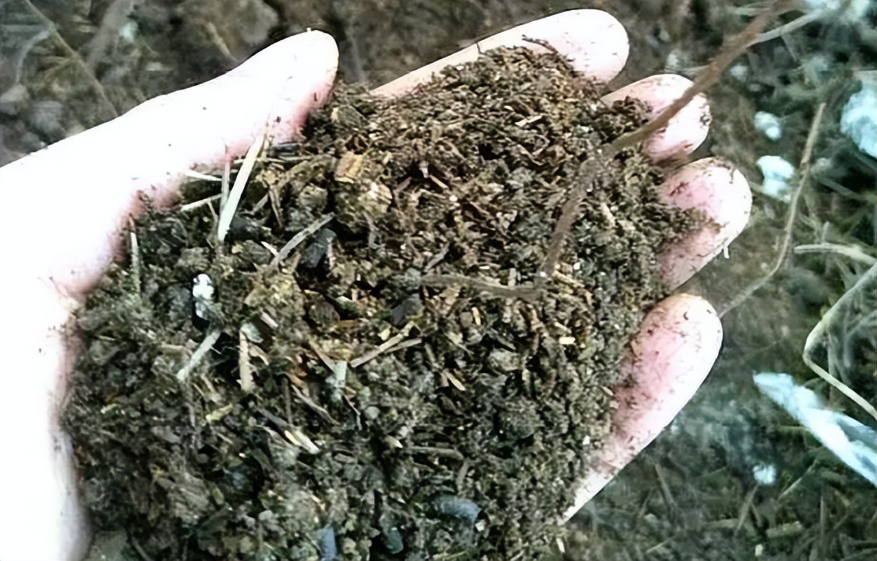 女子买盆花盆栽里全是蛇,女子买盆栽