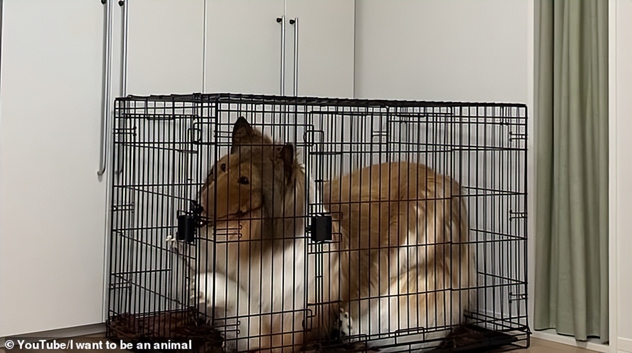 日本男子花10万扮成狗视频,日本男子花200万元扮狗