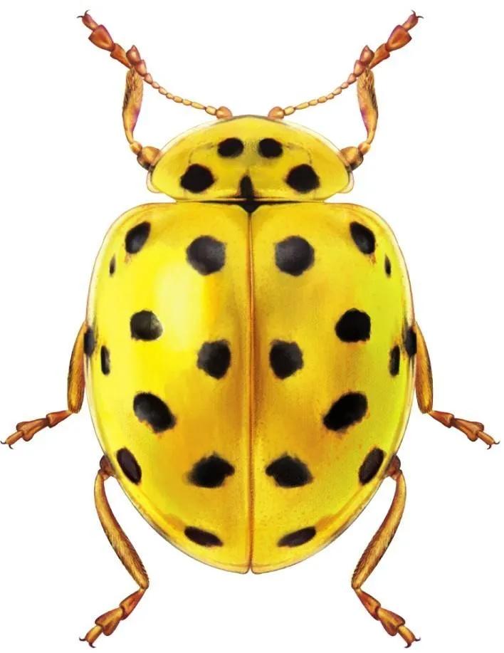 世界上有哪些有光泽的甲虫,世界上最奇葩的小甲虫