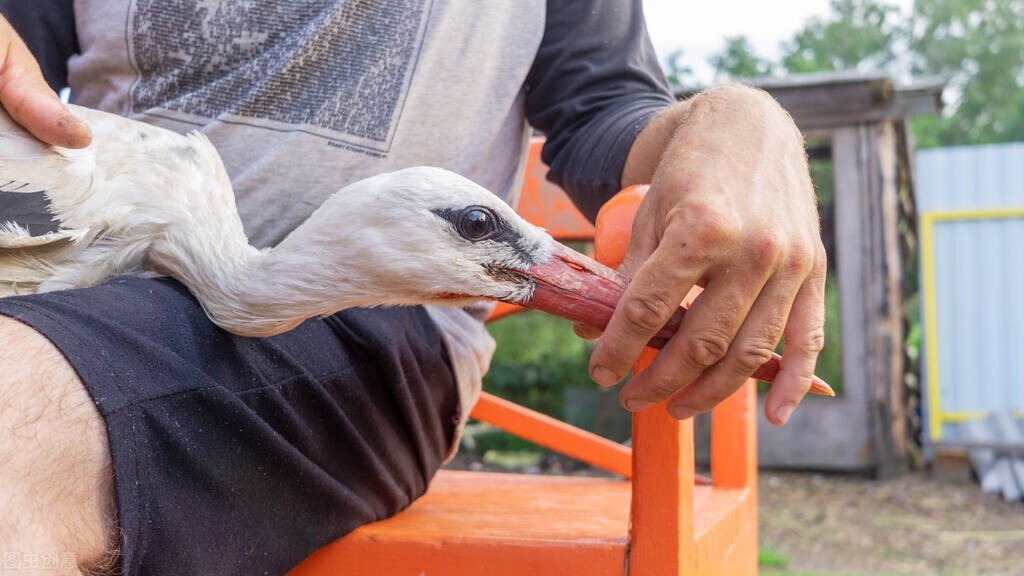 鹦鹉受伤后老啄伤口怎么办,鹦鹉喙部腐烂怎么办