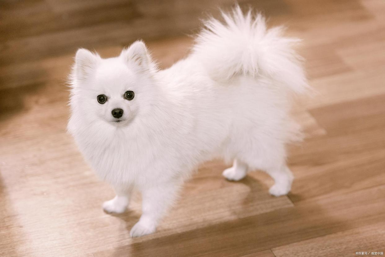 博美犬能长到几斤,博美犬的资料大全