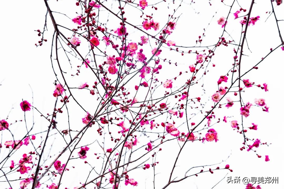 河南科技大学春景,河南科技职业大学校园春景