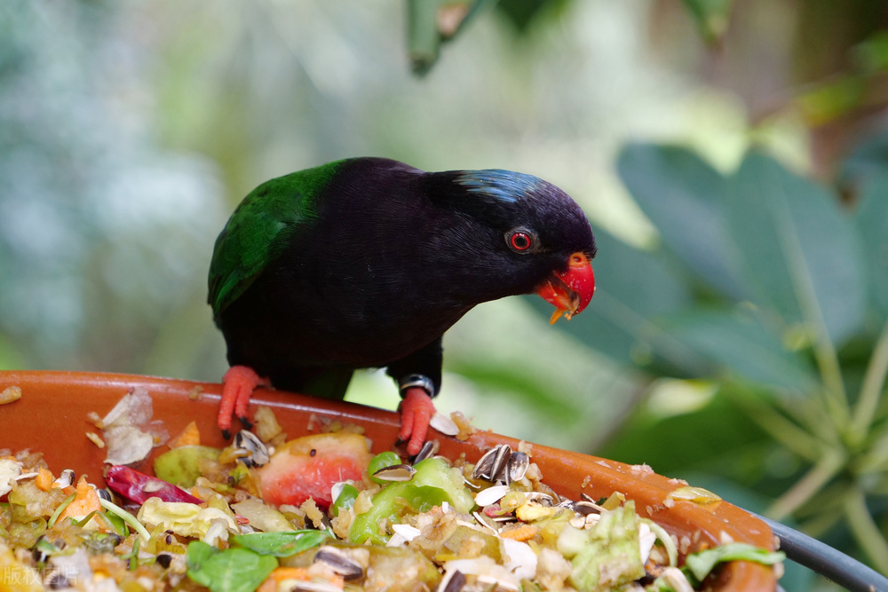 鹦鹉挑食的最佳方法,鹦鹉厌食怎么办