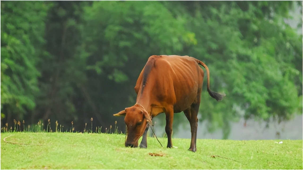 牛犊的饲养管理方法有哪些,牛犊怎么育肥最好
