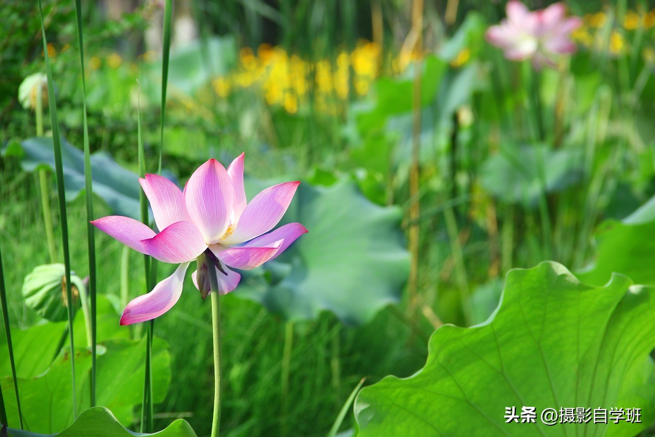 荷花照片拍摄注意事项,荷花照片的摄影分析