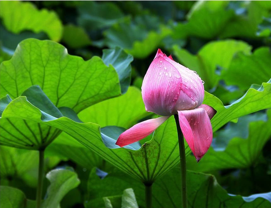 “雨过圆荷万点星”过雨荷花满湖香，雨中夏荷别有一番意境