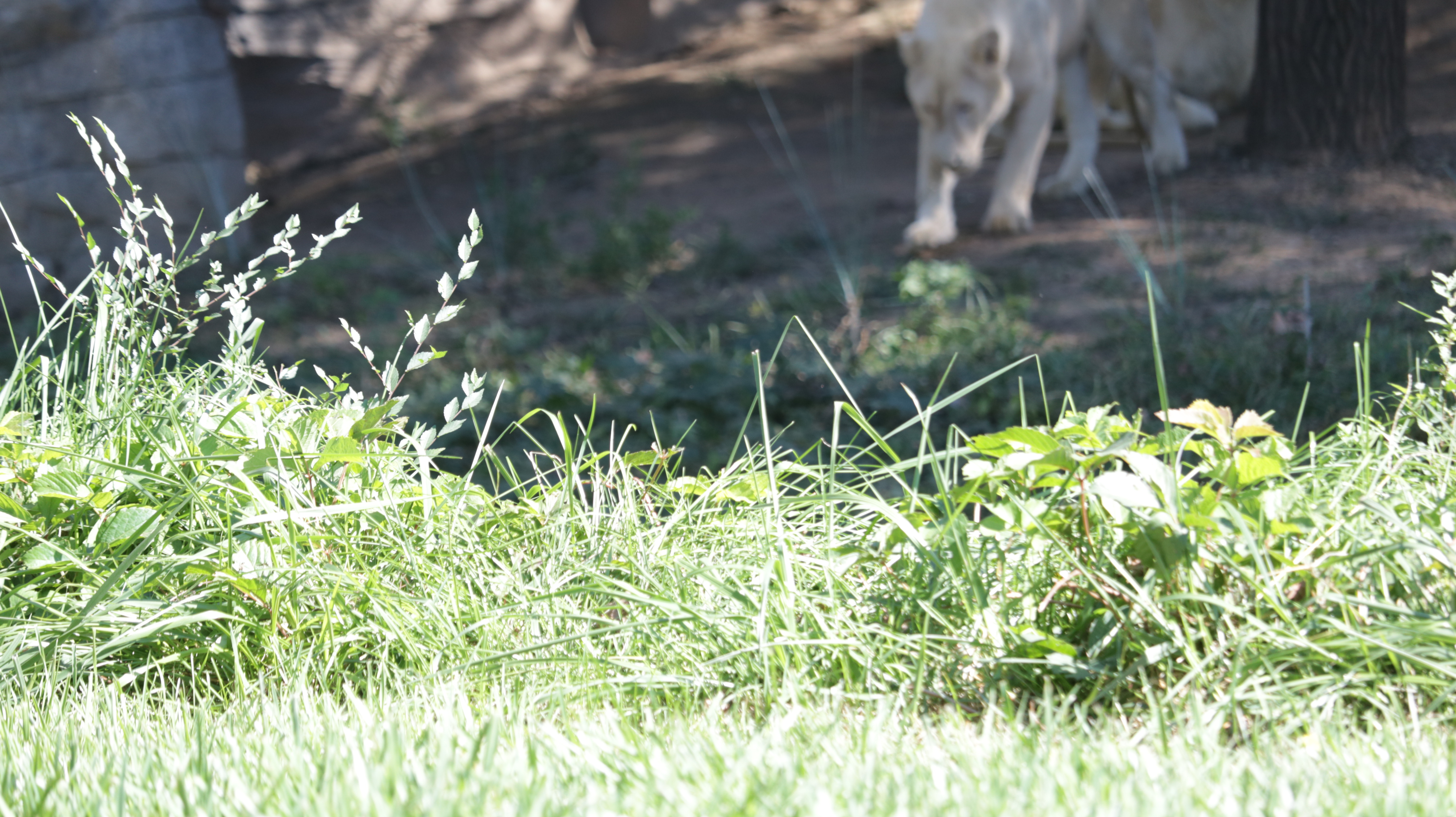 光发心语（F1-F85）：大师之道咏诵「2022年10月5日」#Friendship