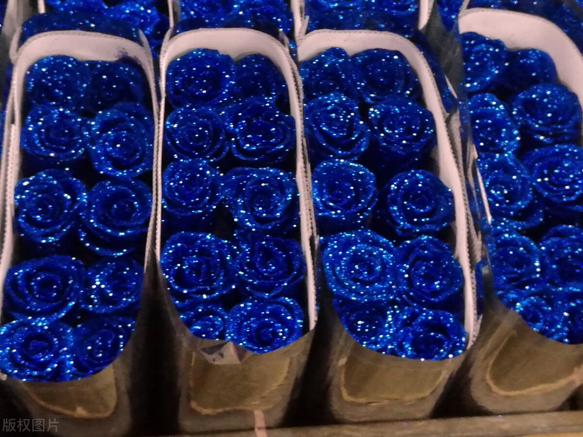 分享美图蓝色妖姬,蓝色妖姬玫瑰花美图