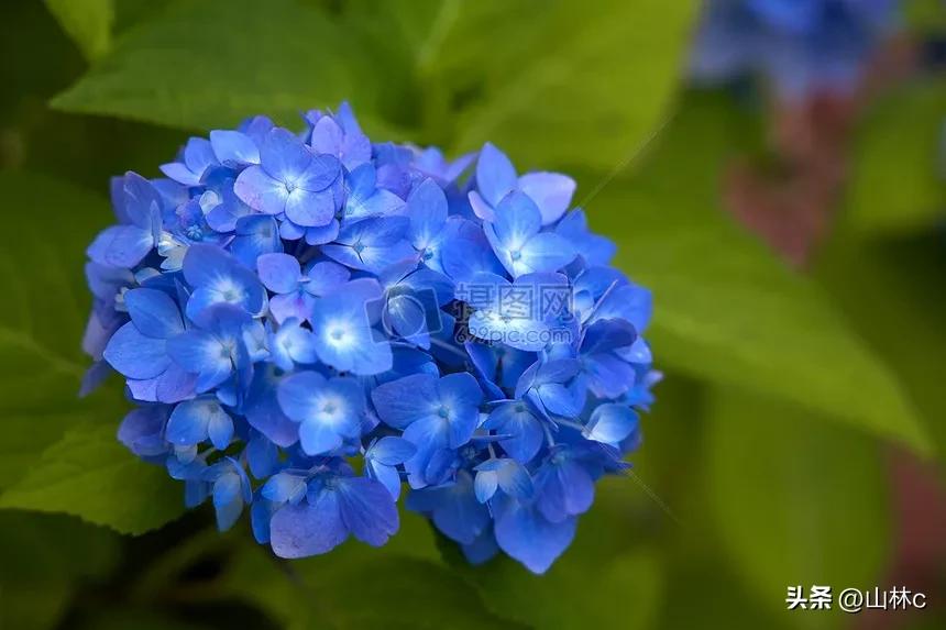 鲜花五彩缤纷争奇斗艳,最美鲜花一年四季都在争艳怒放