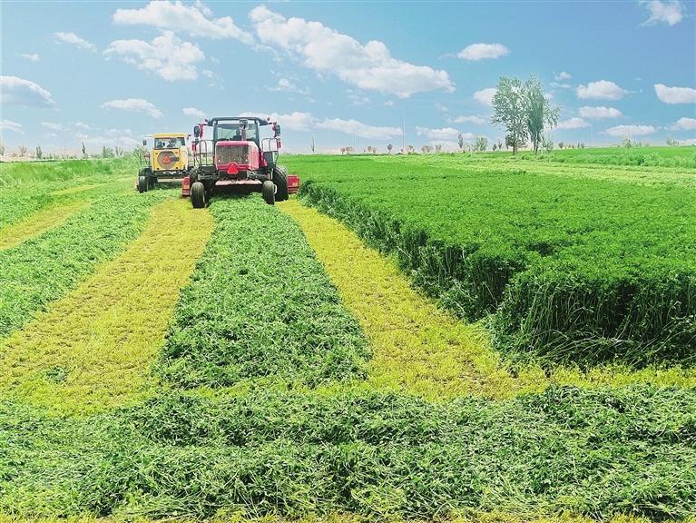 兰州新区乡村振兴生态养殖,兰州新区全力打造现代农业新样板