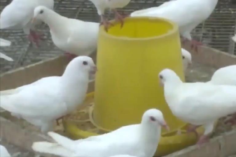 养10000只鸽子一年利润,湖北十堰一个老头靠养鸽子赚钱