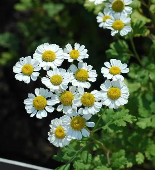 美得令人惊艳的花,世上最美的十种花样子