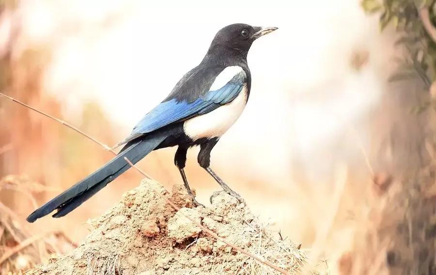 城市里喜鹊散文,喜鹊的美文