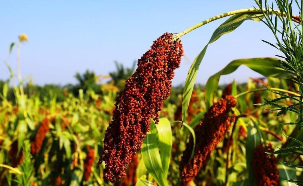 农村的散酒便宜实惠但如何分辨,农村大集的散酒为啥只卖几块钱