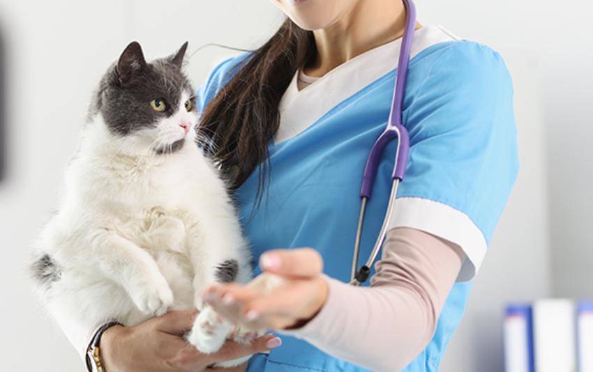 在北美，狗比人还“卷”？