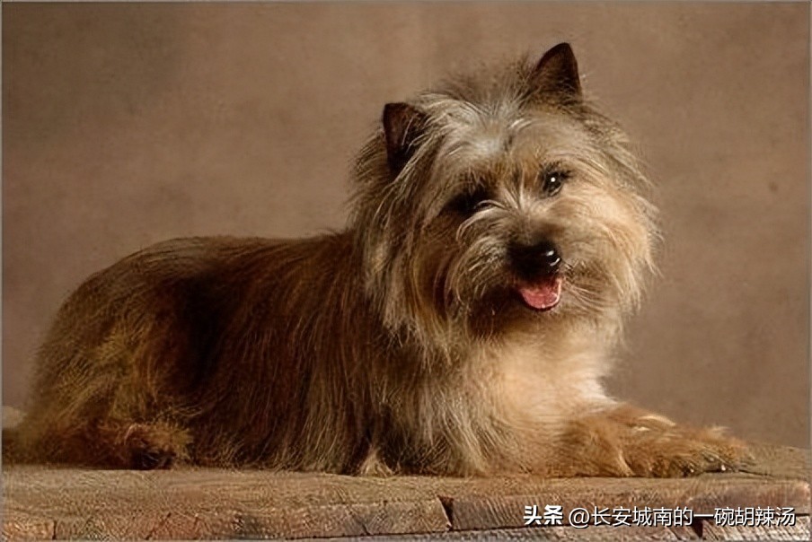 世界名犬大赛全程视频,西藏有哪些世界名犬