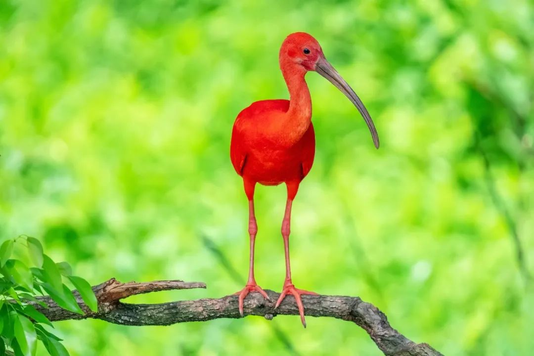 150-600mm超长焦镜头,150-600长焦镜头能拍多远