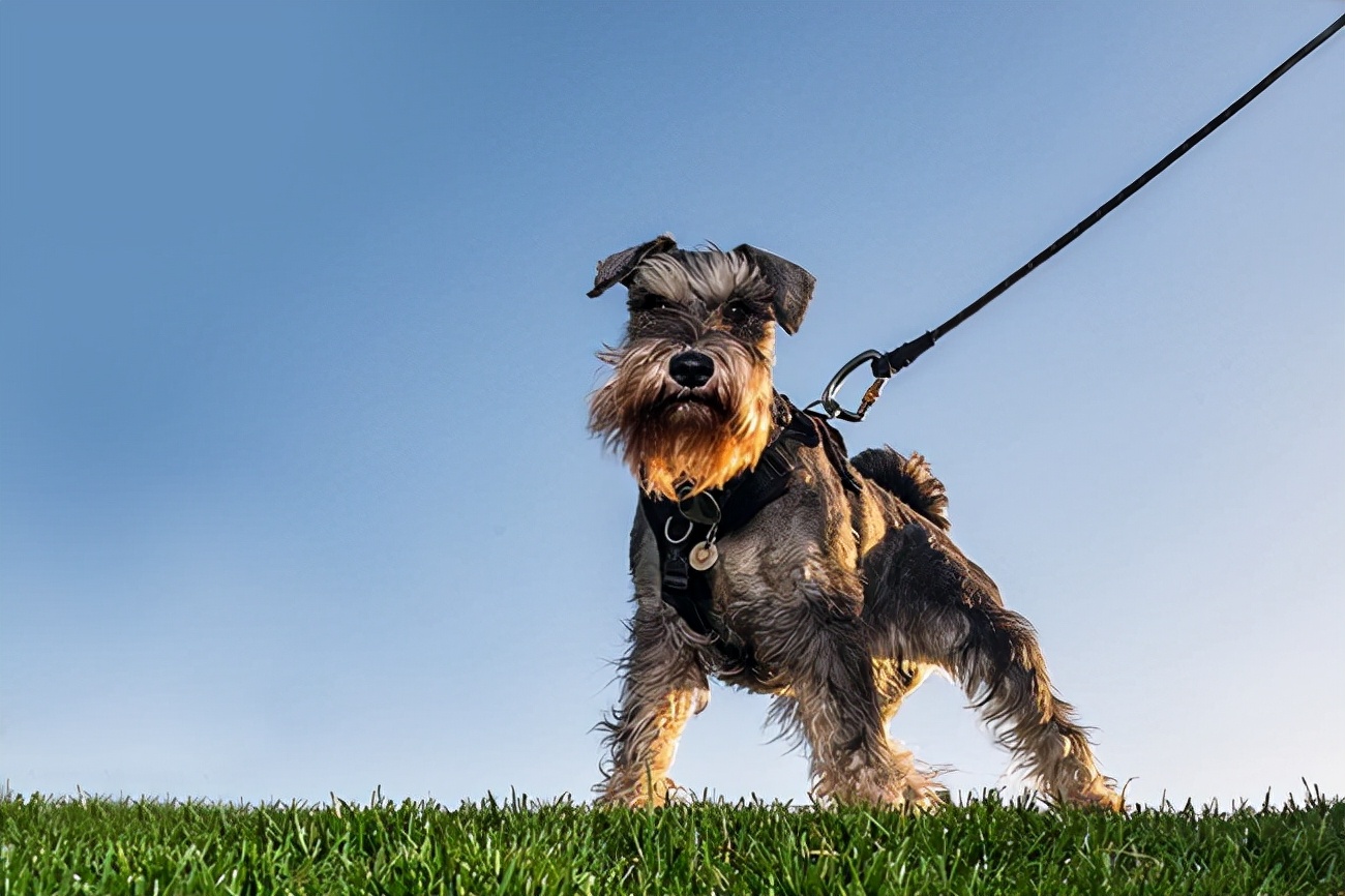 雪纳瑞咳嗽吃什么药,雪纳瑞能喝感冒药吗