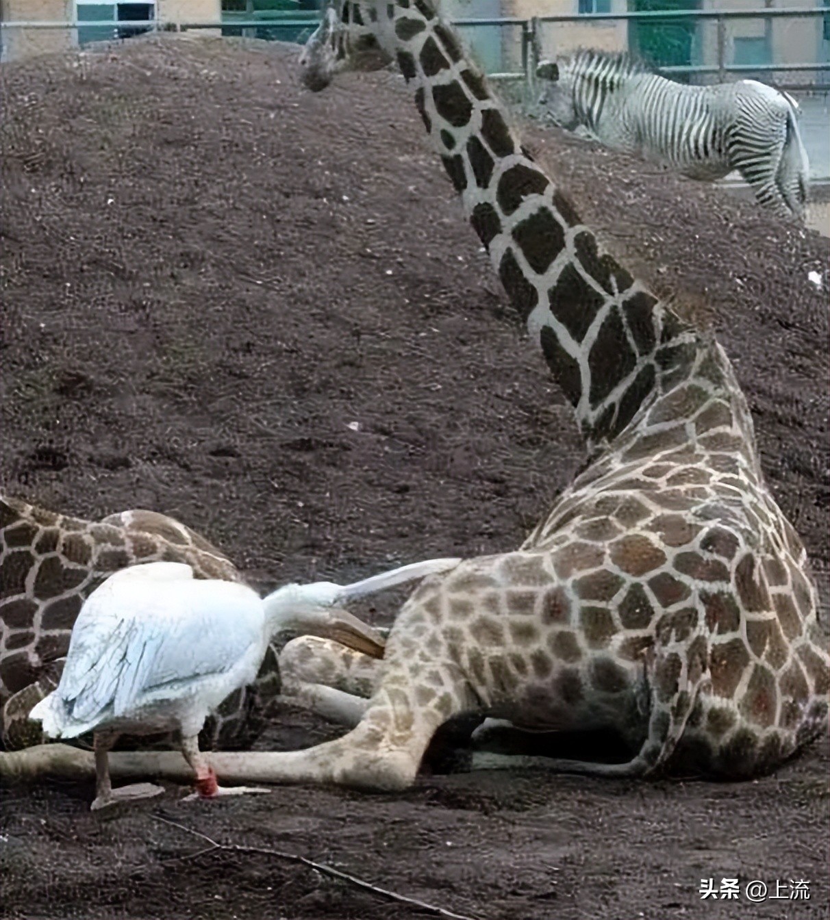 男孩景区遭鹈鹕灌顶,男孩被醍醐灌顶在什么景区