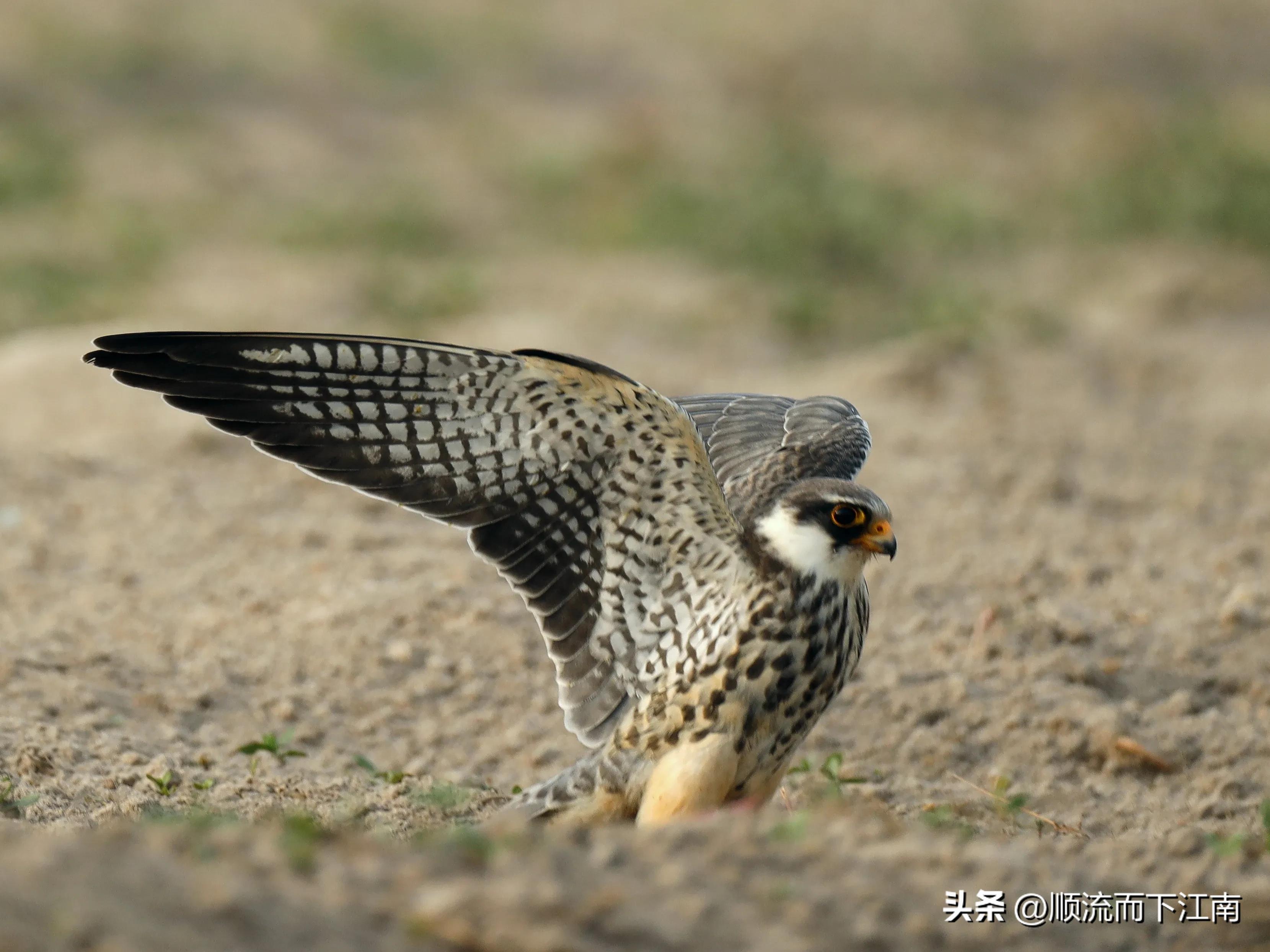 红脚隼叫声,红脚隼