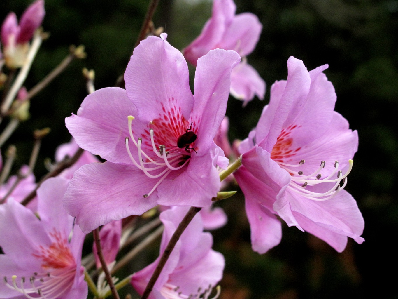 四明山华顶杜鹃,浙东华顶杜鹃群落
