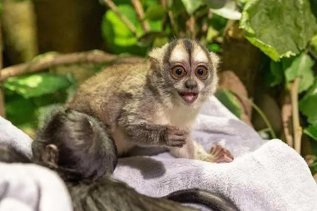 广州长隆野生动物园全部动物,广州长隆野生动物园所有动物介绍