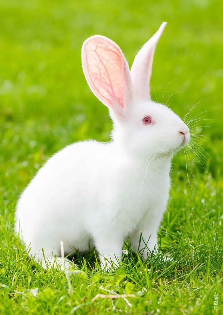 那年那兔那些年的故事,那年那兔那些事儿百年风云