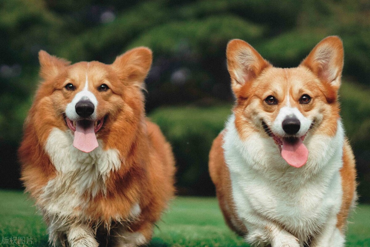 老板买了一条狗如何做账,老板买了两条狗