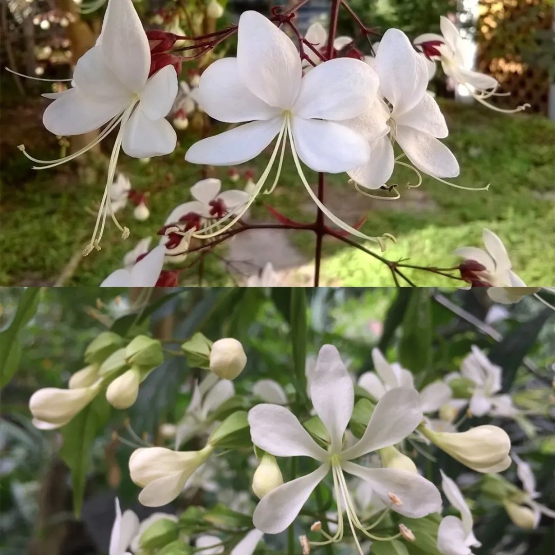 垂丝茉莉红萼与绿萼区别,垂丝茉莉和哪种花相似