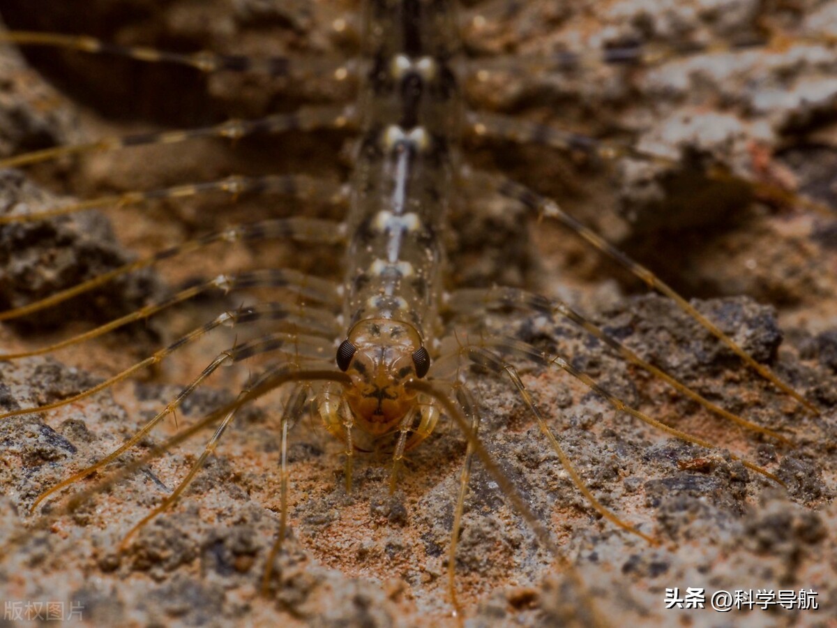 蚰蜒会钻到人的耳朵里吃脑子吗,蚰蜒会吃脑浆吗