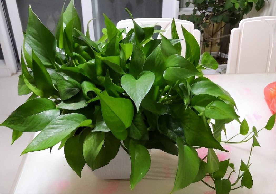 绿萝怎么养才能更旺盛浇什么水,绿萝水养的方法和注意事项