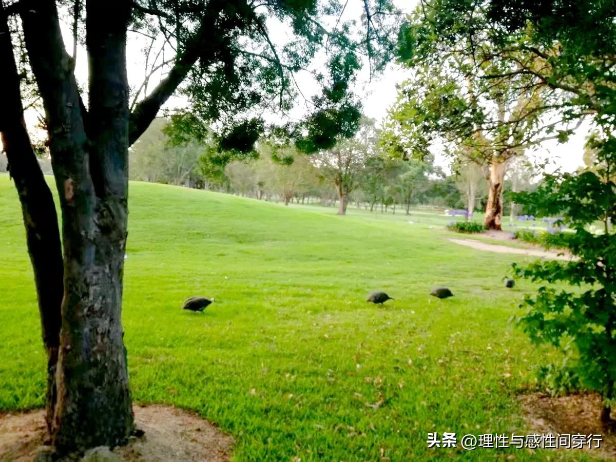 海外看东方，洋姐夫回国见闻，坦承澳洲已经落后中国十年